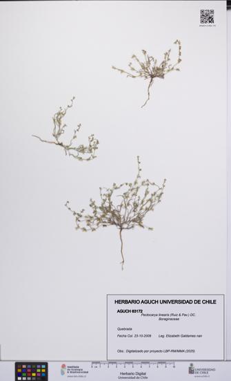 Pectocarya linearis [Espécimen: UCH:AGUCH:0063172]