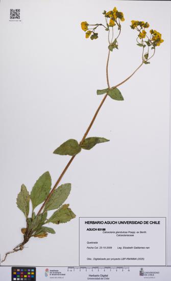 Calceolaria glandulosa [Espécimen: UCH:AGUCH:0063188]