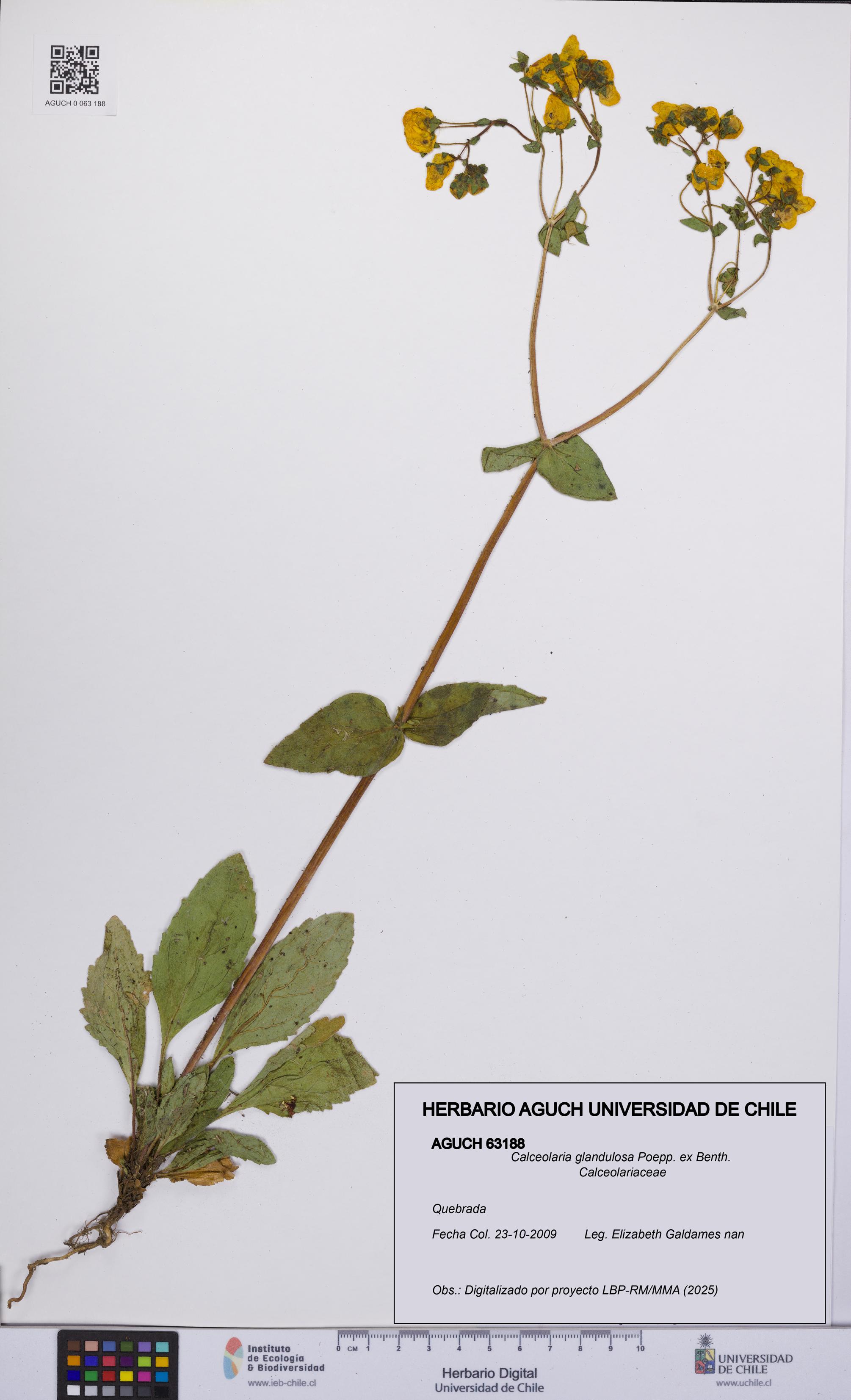 Calceolaria glandulosa [Espécimen: UCH:AGUCH:0063188]
