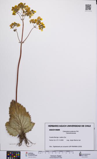 Calceolaria pratensis [Espécimen: UCH:AGUCH:0063200]