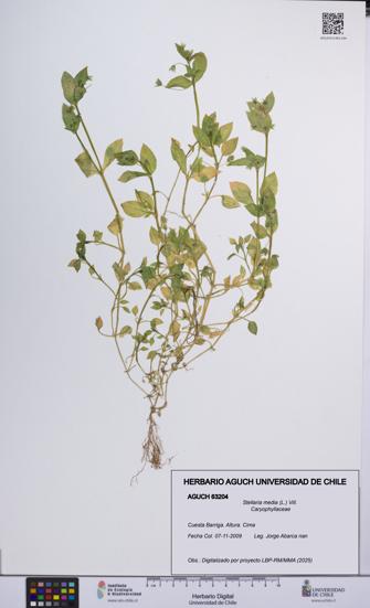 Stellaria media [Espécimen: UCH:AGUCH:0063204]