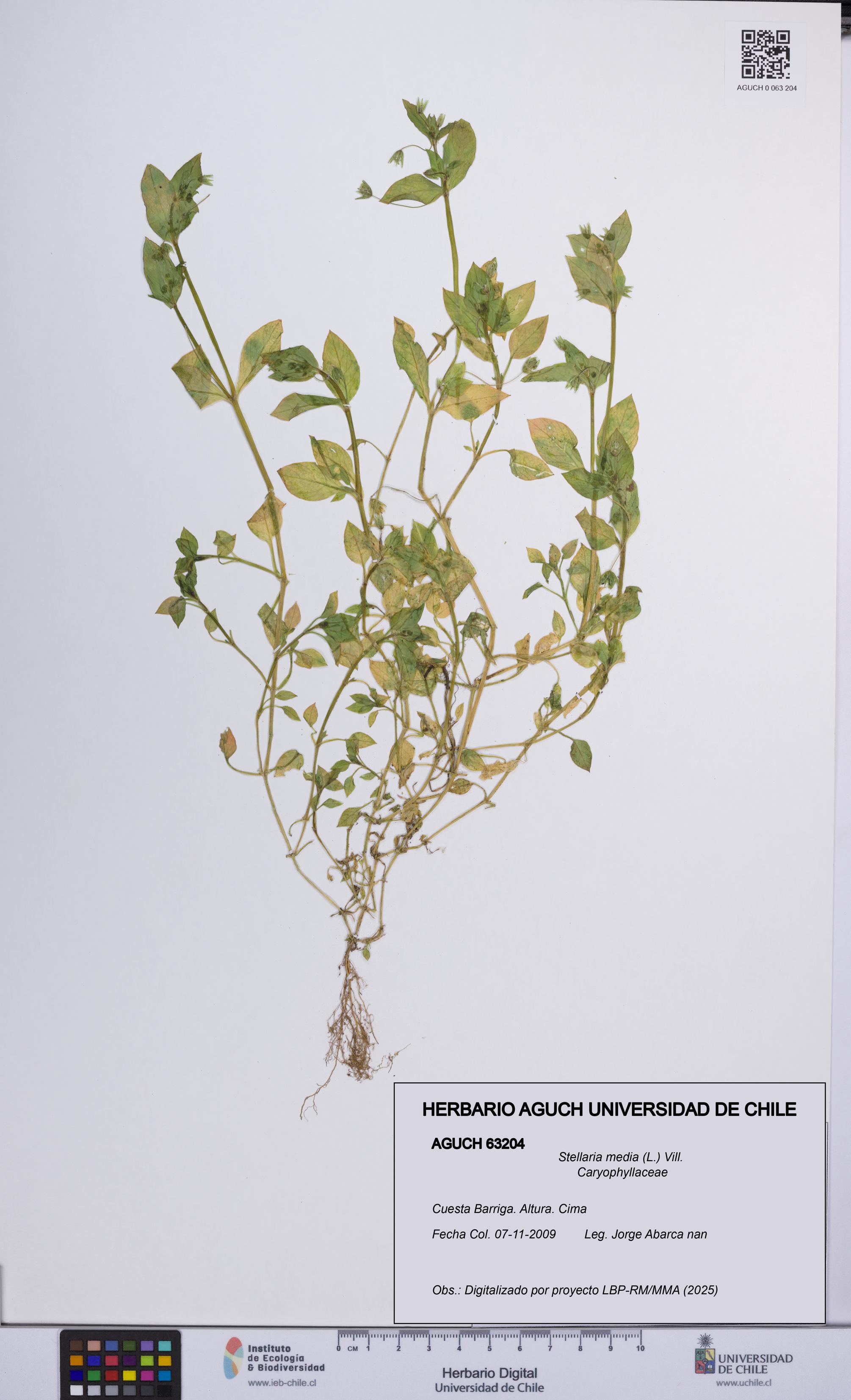 Stellaria media [Espécimen: UCH:AGUCH:0063204]