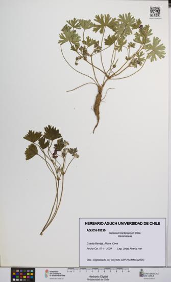 Geranium berteroanum [Espécimen: UCH:AGUCH:0063210]