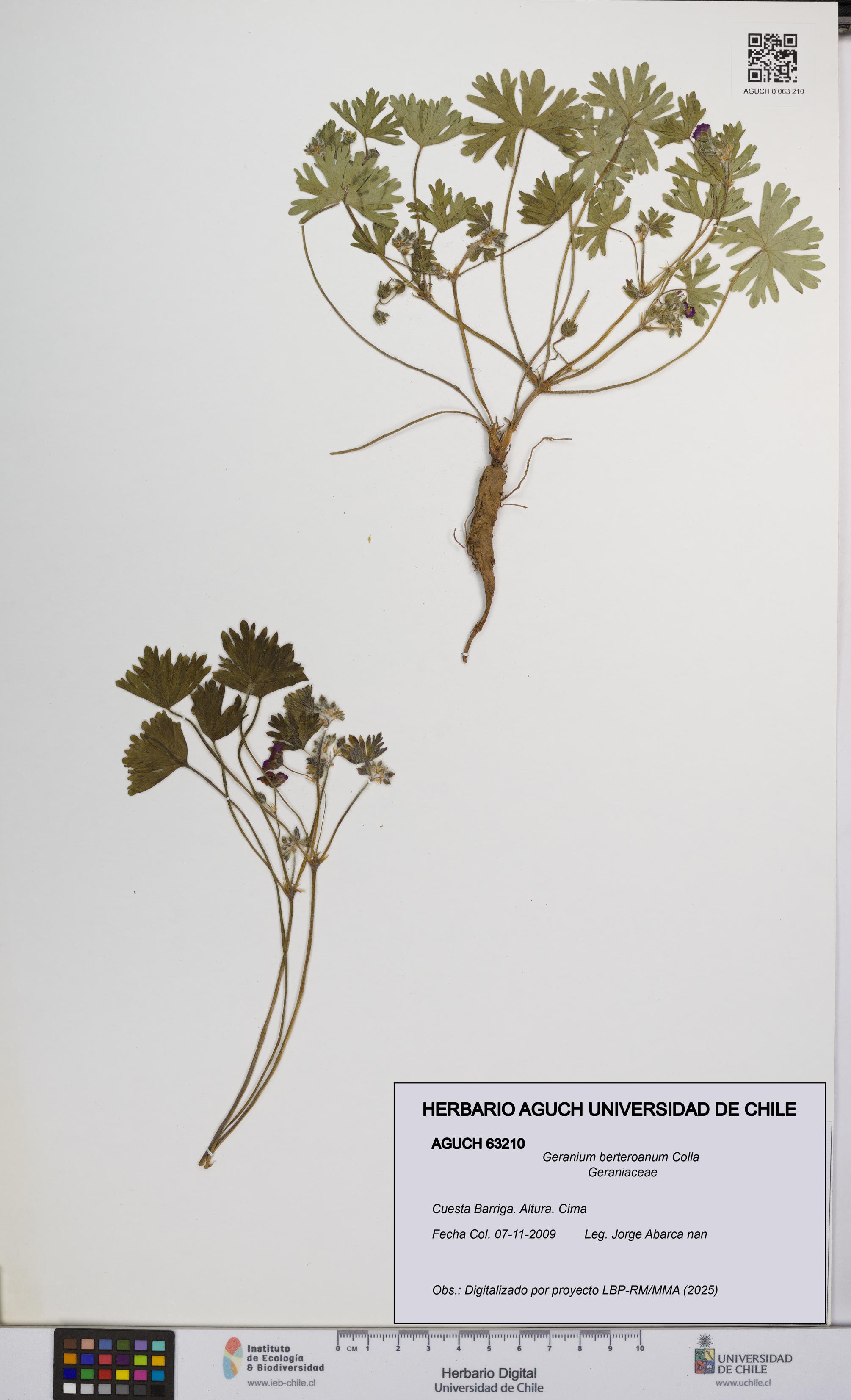 Geranium berteroanum [Espécimen: UCH:AGUCH:0063210]
