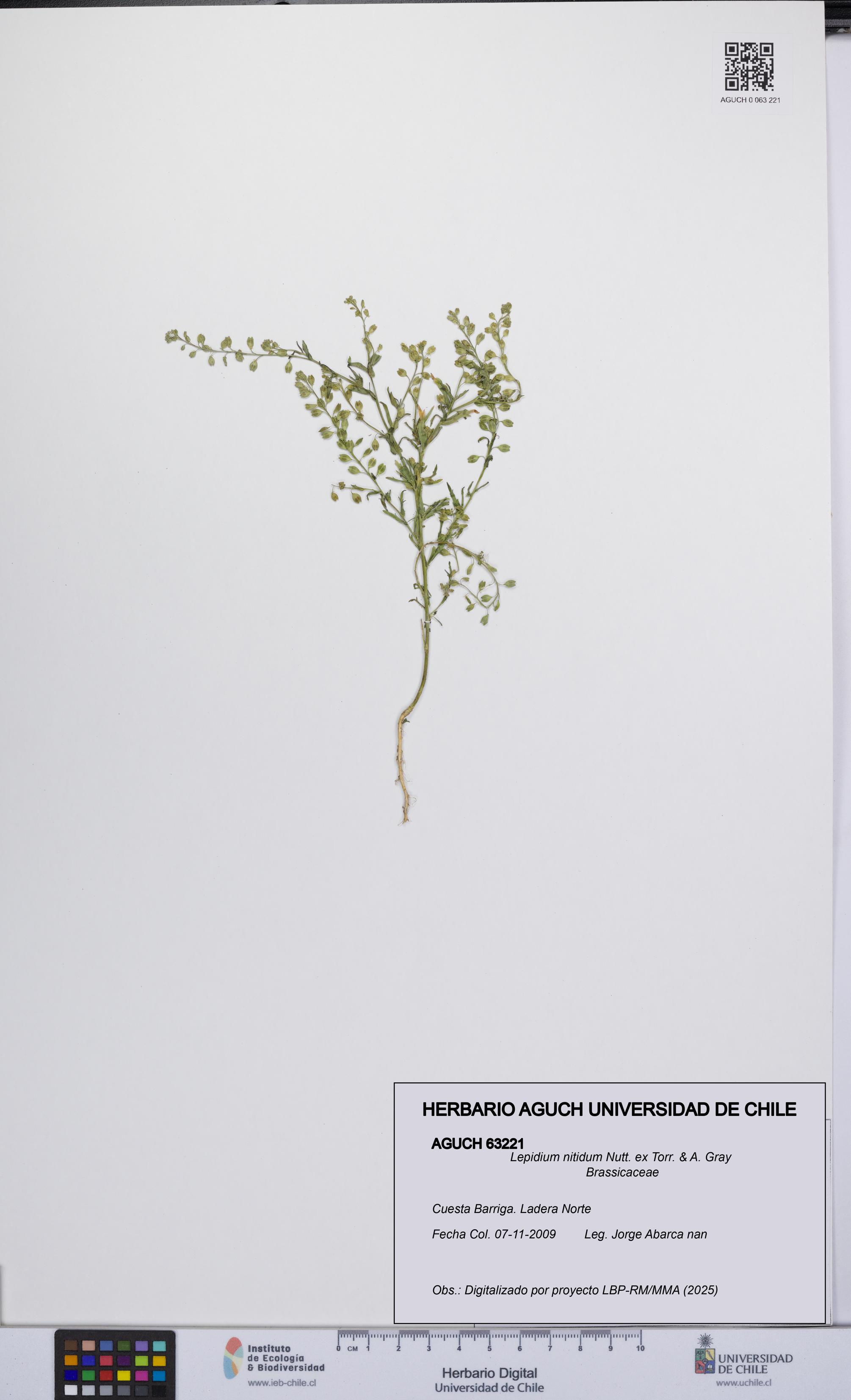 Lepidium nitidum [Espécimen: UCH:AGUCH:0063221]