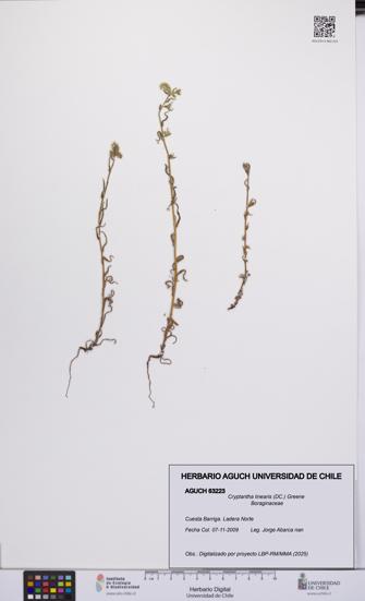 Cryptantha linearis [Espécimen: UCH:AGUCH:0063223]