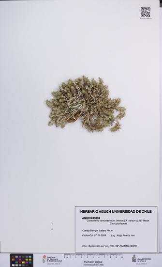 Cardionema ramosissimum [Espécimen: UCH:AGUCH:0063224]