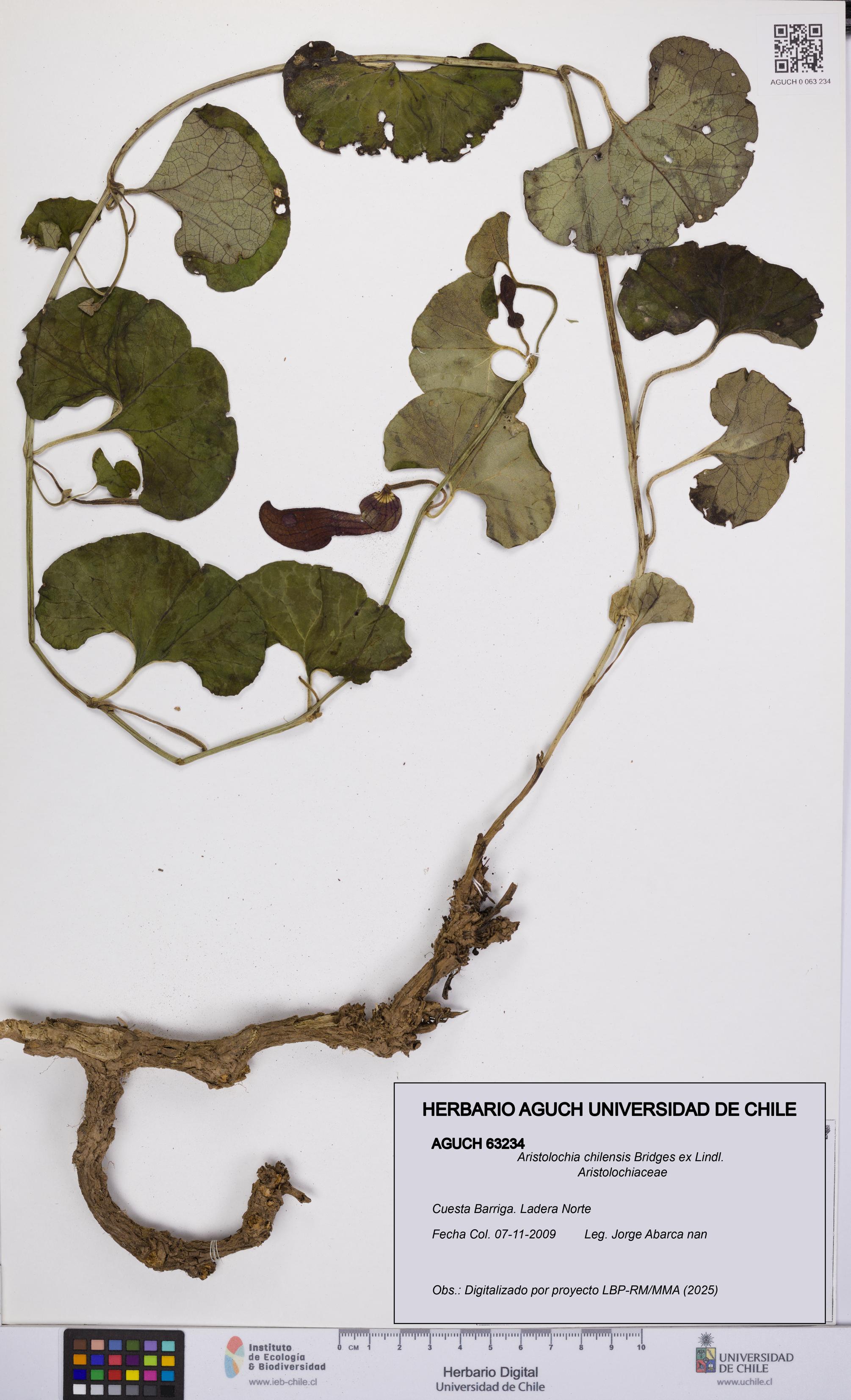 Aristolochia chilensis [Espécimen: UCH:AGUCH:0063234]
