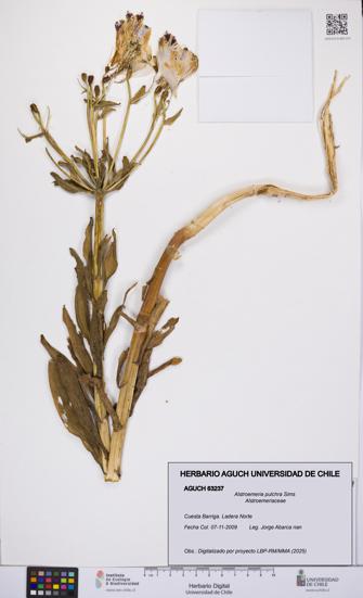 Alstroemeria pulchra [Espécimen: UCH:AGUCH:0063237]