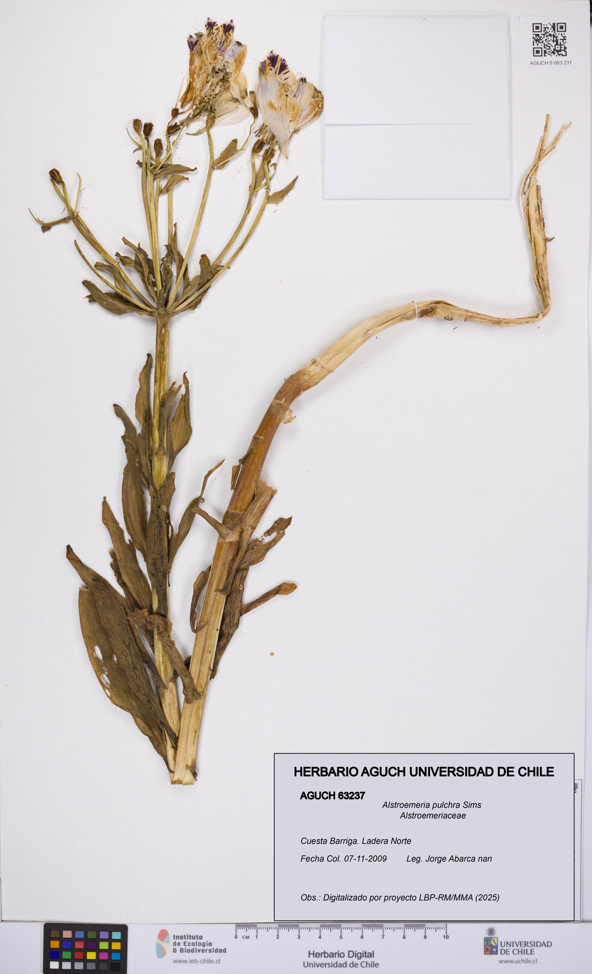 Alstroemeria pulchra [Espécimen: UCH:AGUCH:0063237]