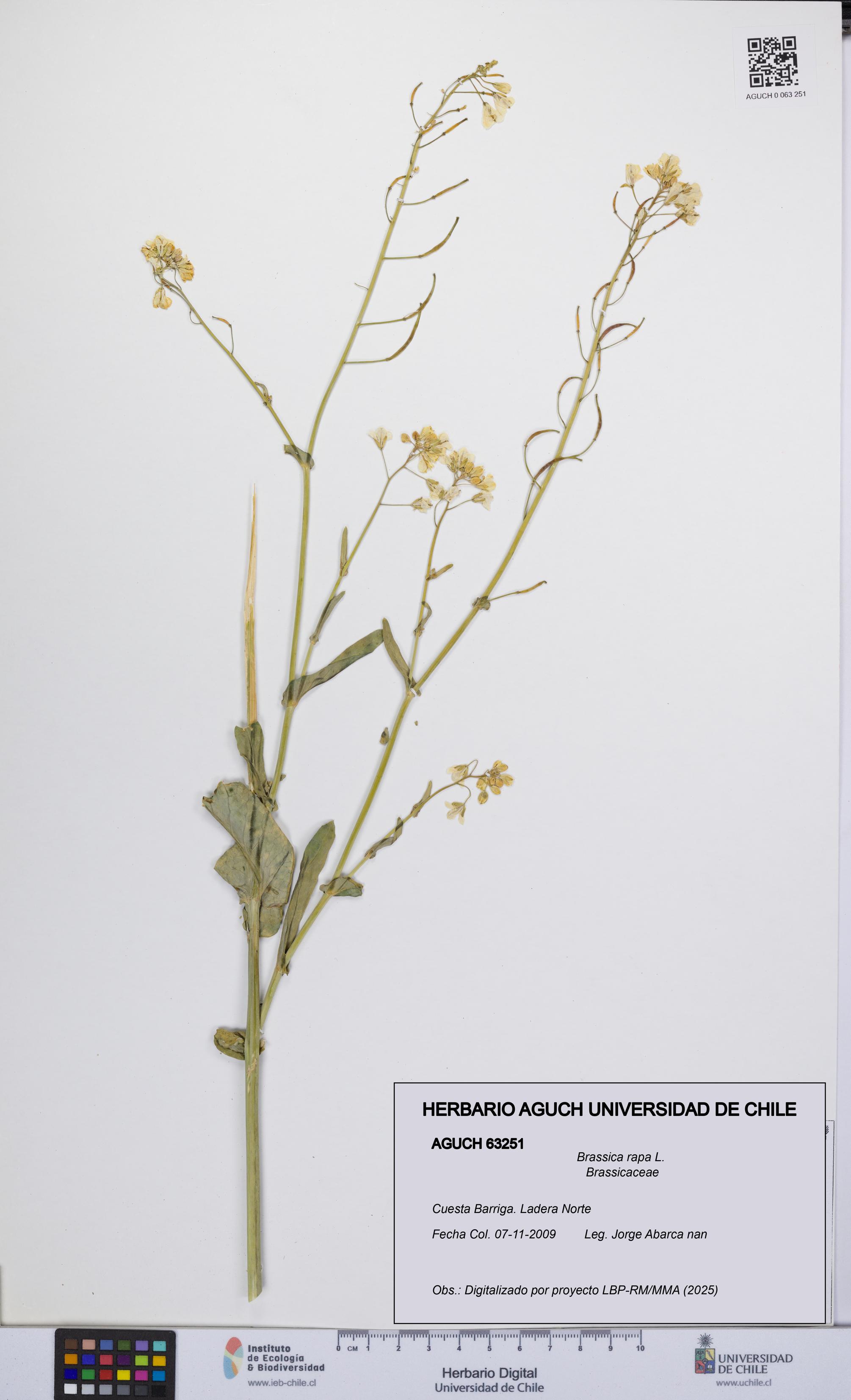 Brassica rapa [Espécimen: UCH:AGUCH:0063251]