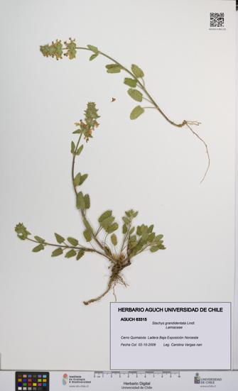 Stachys grandidentata [Espécimen: UCH:AGUCH:0063315]