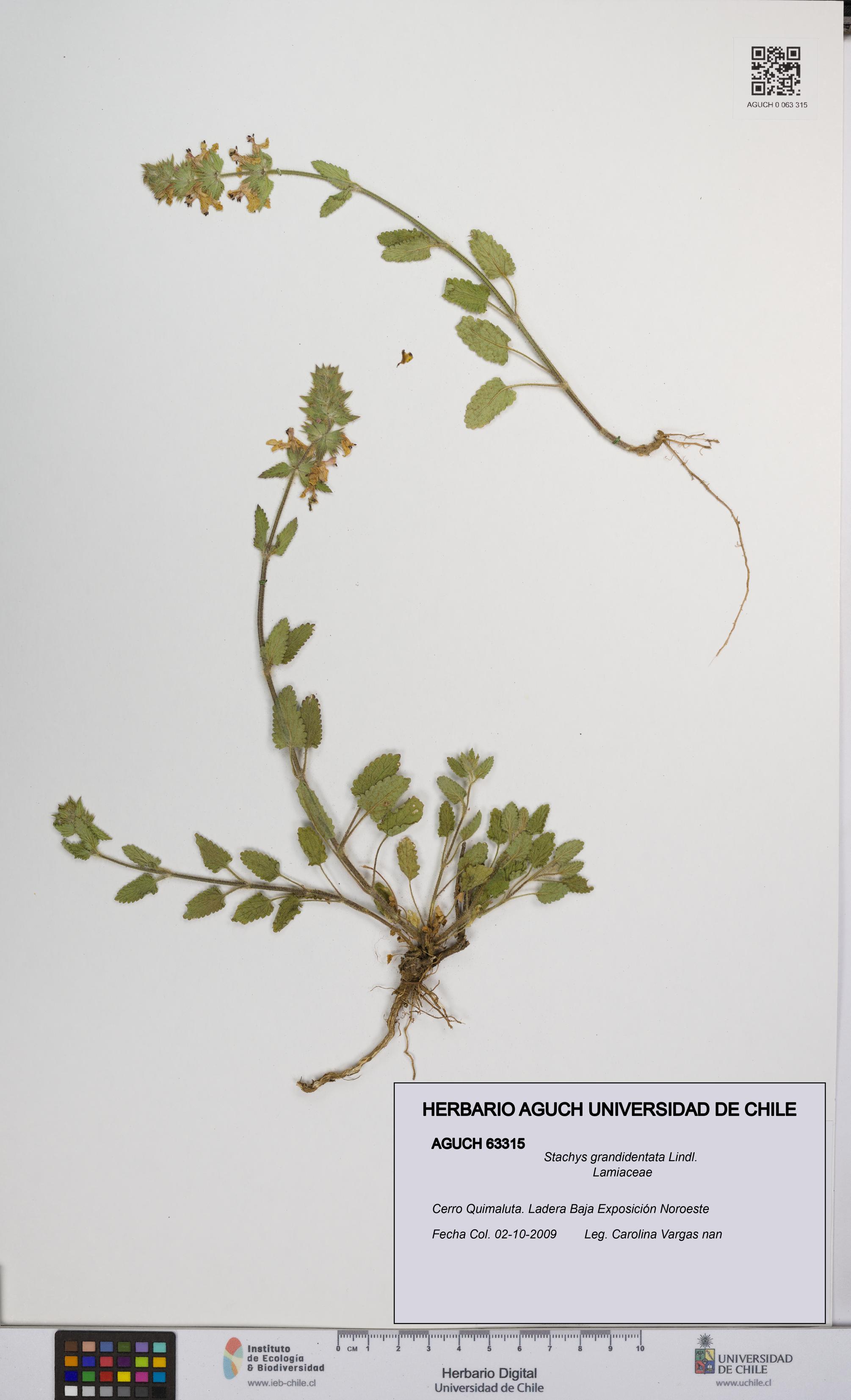 Stachys grandidentata [Espécimen: UCH:AGUCH:0063315]