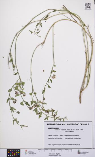 Tweedia birostrata [Espécimen: UCH:AGUCH:0063329]