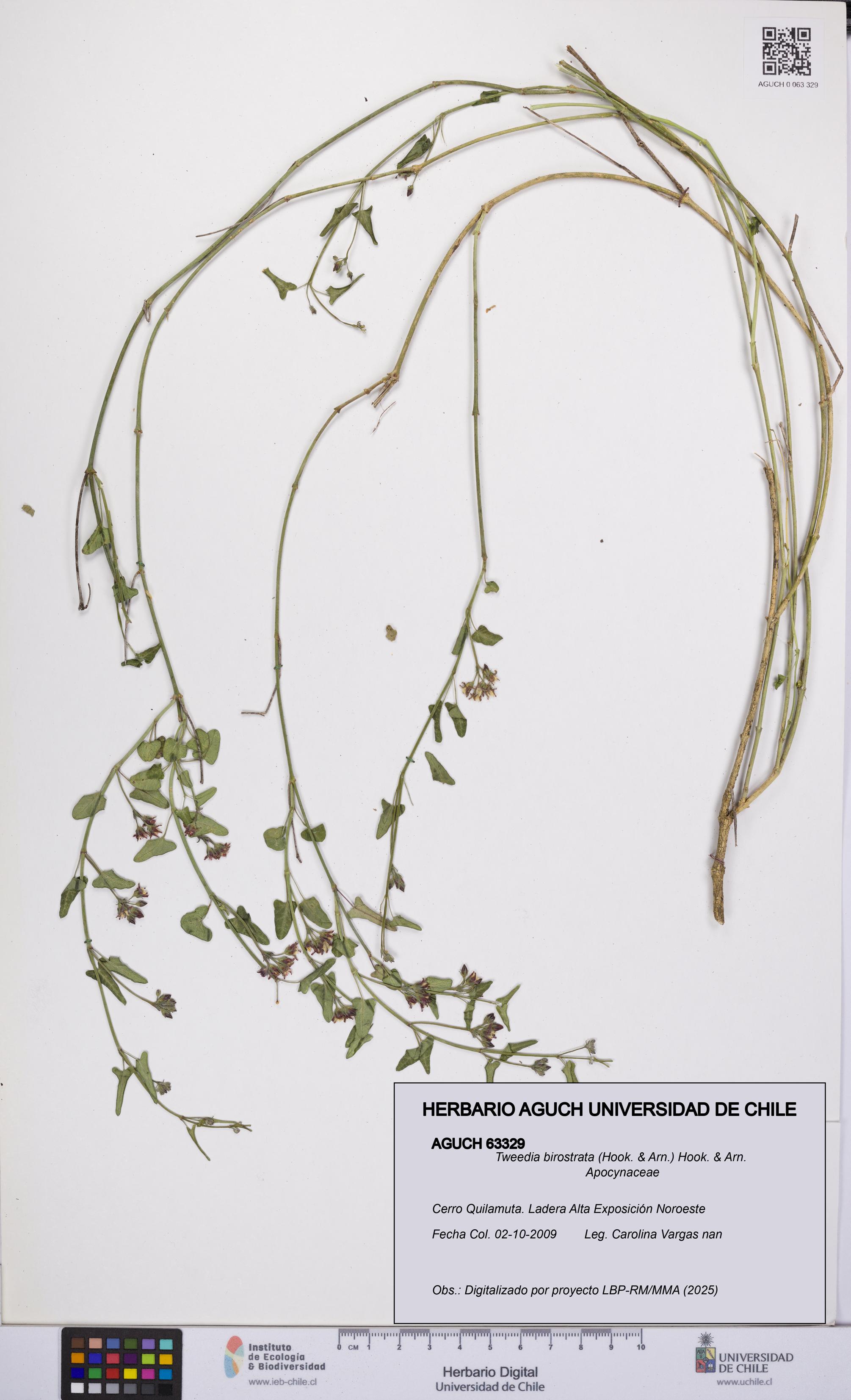 Tweedia birostrata [Espécimen: UCH:AGUCH:0063329]