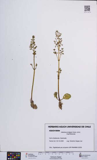 Valeriana bridgesii [Espécimen: UCH:AGUCH:0063334]