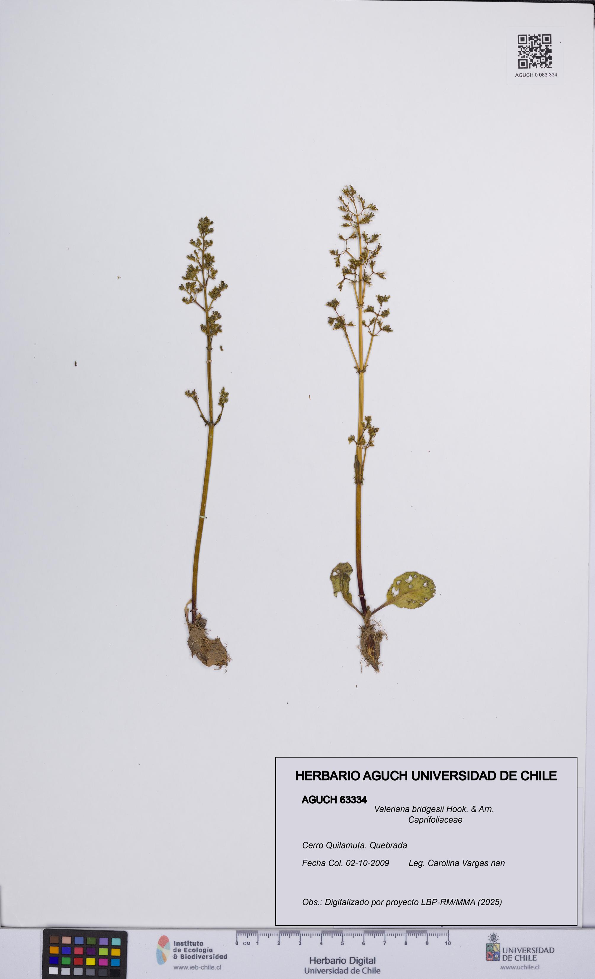 Valeriana bridgesii [Espécimen: UCH:AGUCH:0063334]