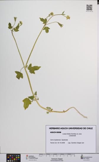 Loasa triloba [Espécimen: UCH:AGUCH:0063339]