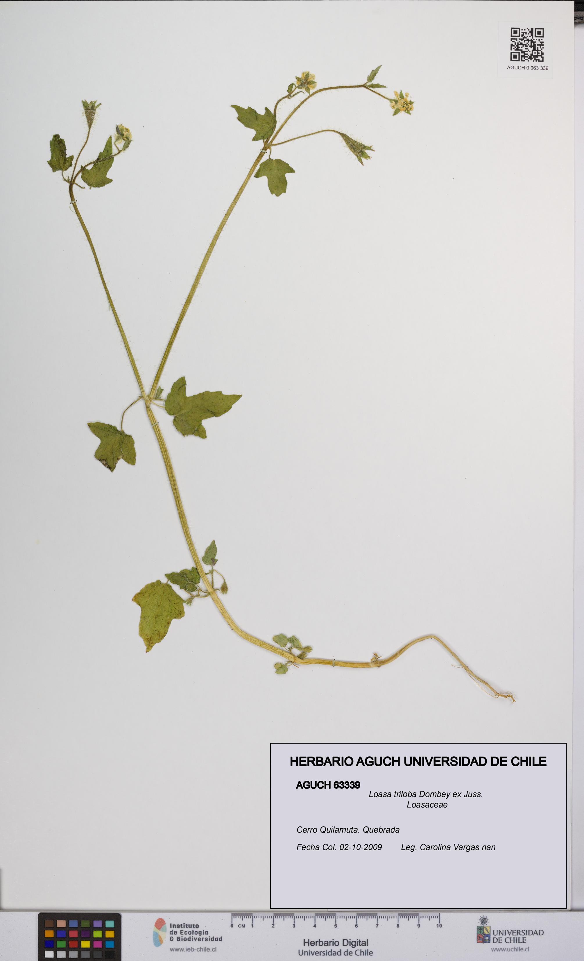 Loasa triloba [Espécimen: UCH:AGUCH:0063339]