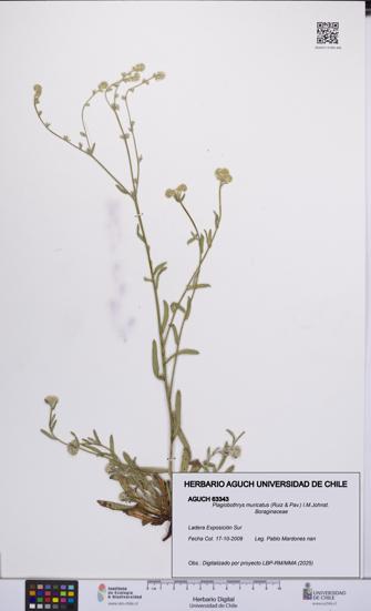 Plagiobothrys muricatus [Espécimen: ]