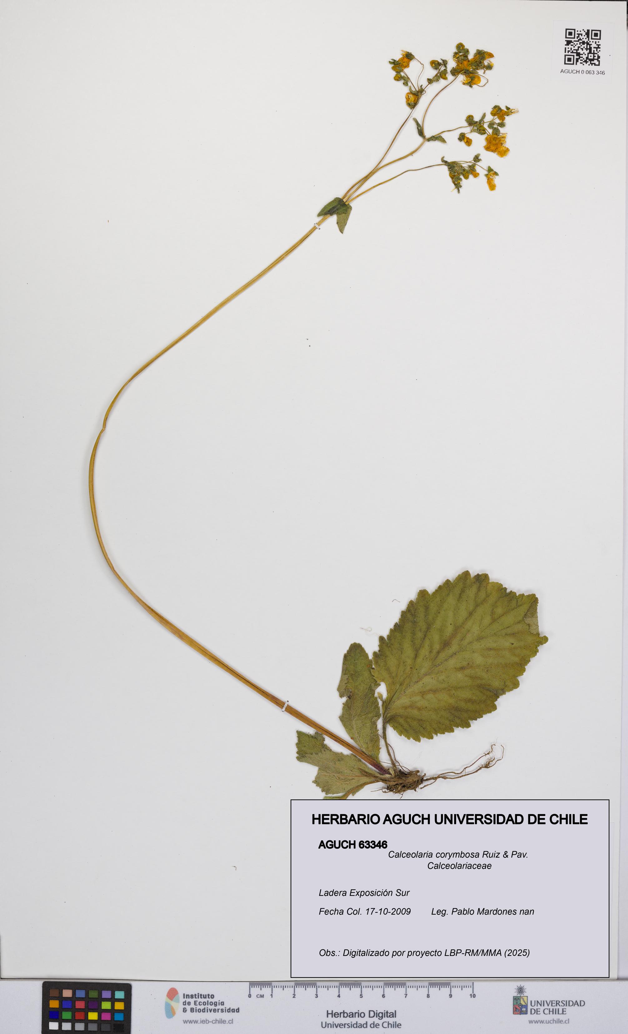 Calceolaria corymbosa [Espécimen: UCH:AGUCH:0063346]
