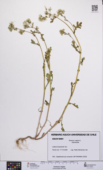 Senecio vulgaris [Espécimen: UCH:AGUCH:0063351]
