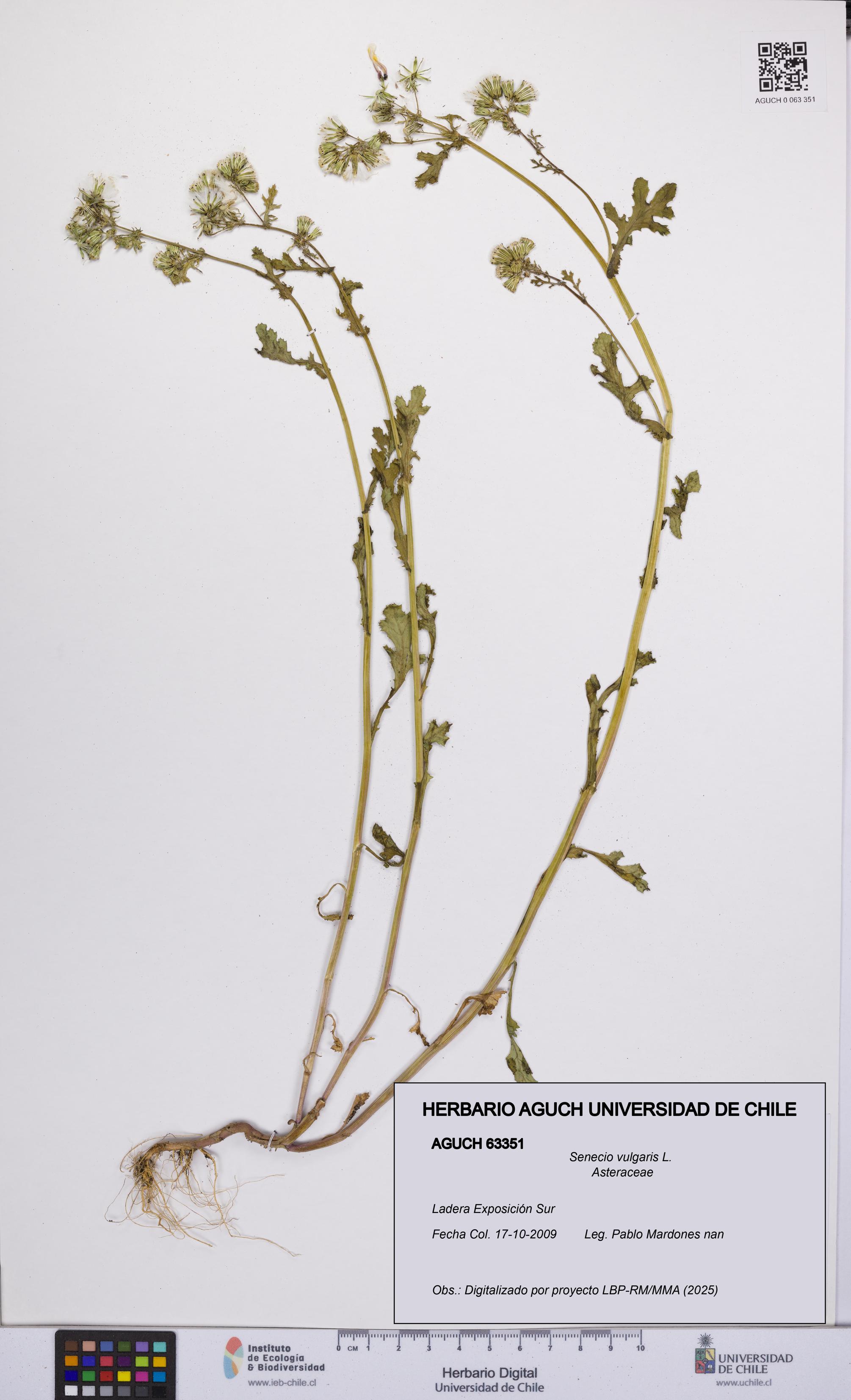 Senecio vulgaris [Espécimen: UCH:AGUCH:0063351]