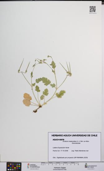 Erodium malacoides [Espécimen: UCH:AGUCH:0063379]