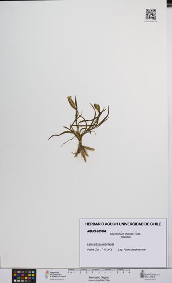 Sisyrinchium chilense [Espécimen: UCH:AGUCH:0063384]