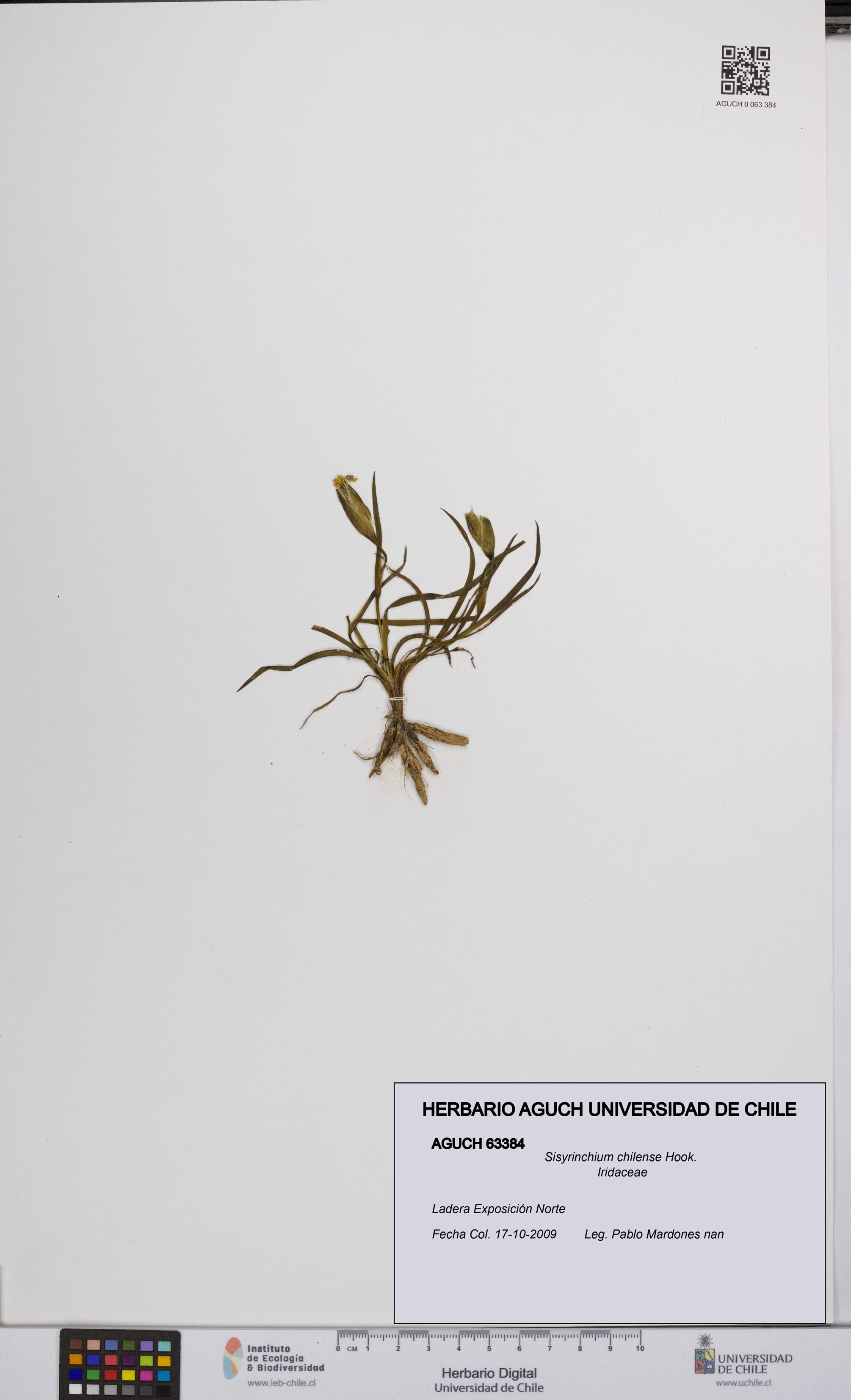 Sisyrinchium chilense [Espécimen: UCH:AGUCH:0063384]