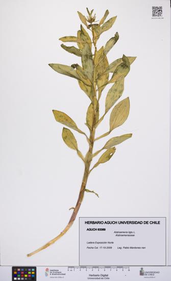 Alstroemeria ligtu [Espécimen: UCH:AGUCH:0063389]