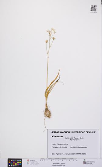 Oziroe arida [Espécimen: UCH:AGUCH:0063391]