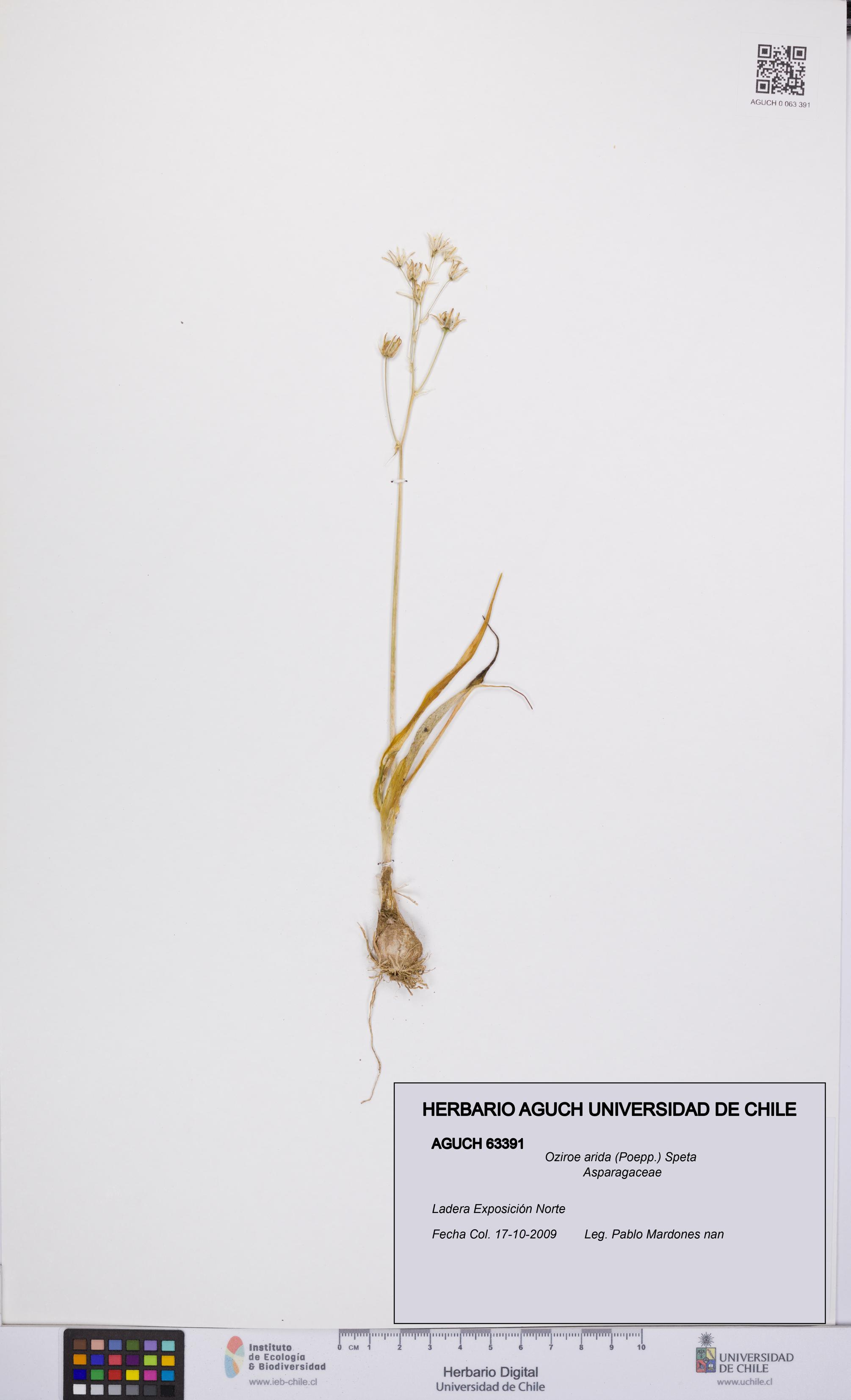 Oziroe arida [Espécimen: UCH:AGUCH:0063391]