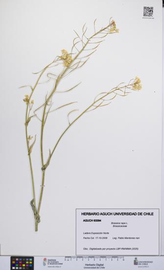 Brassica rapa [Espécimen: UCH:AGUCH:0063394]