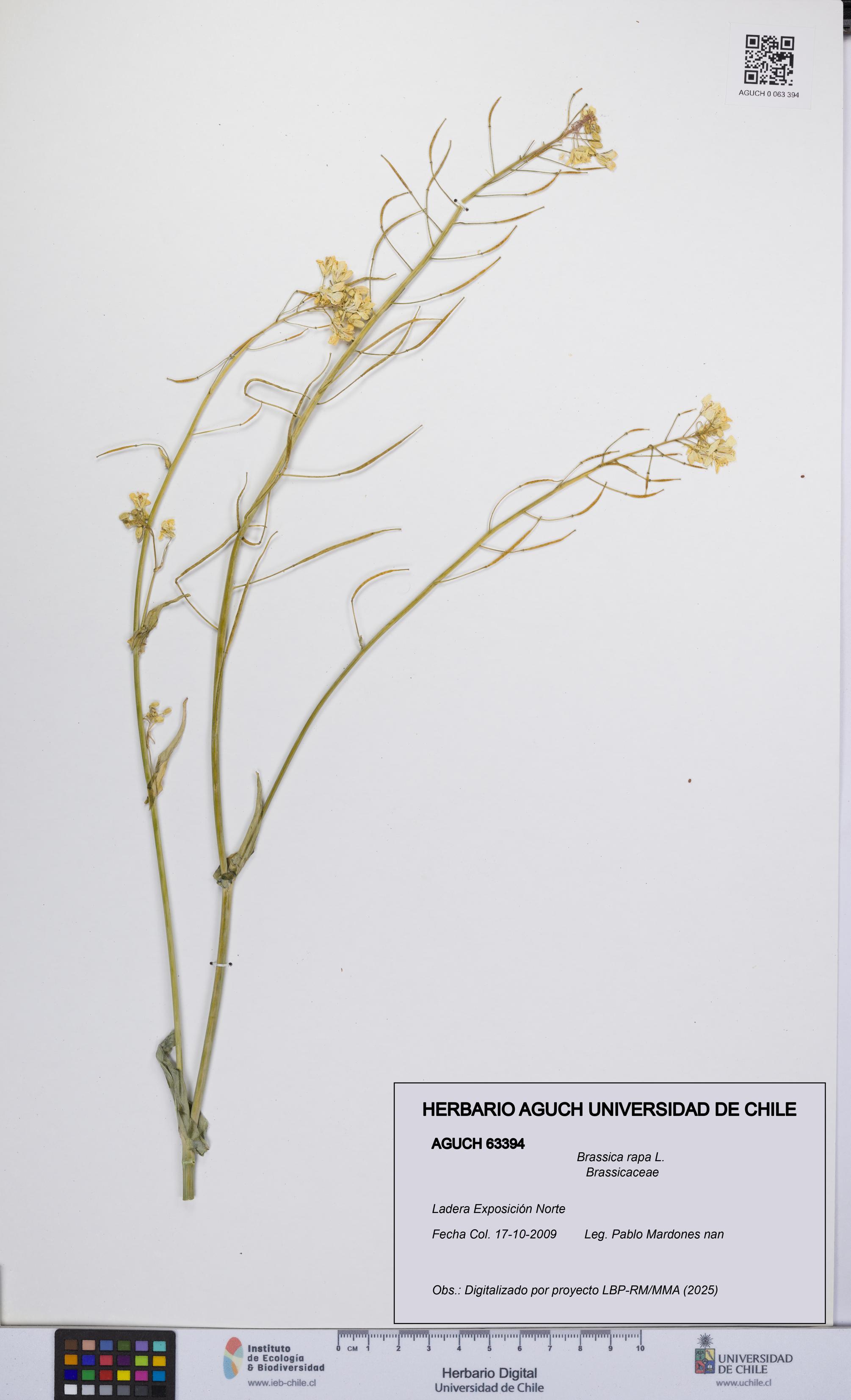 Brassica rapa [Espécimen: UCH:AGUCH:0063394]