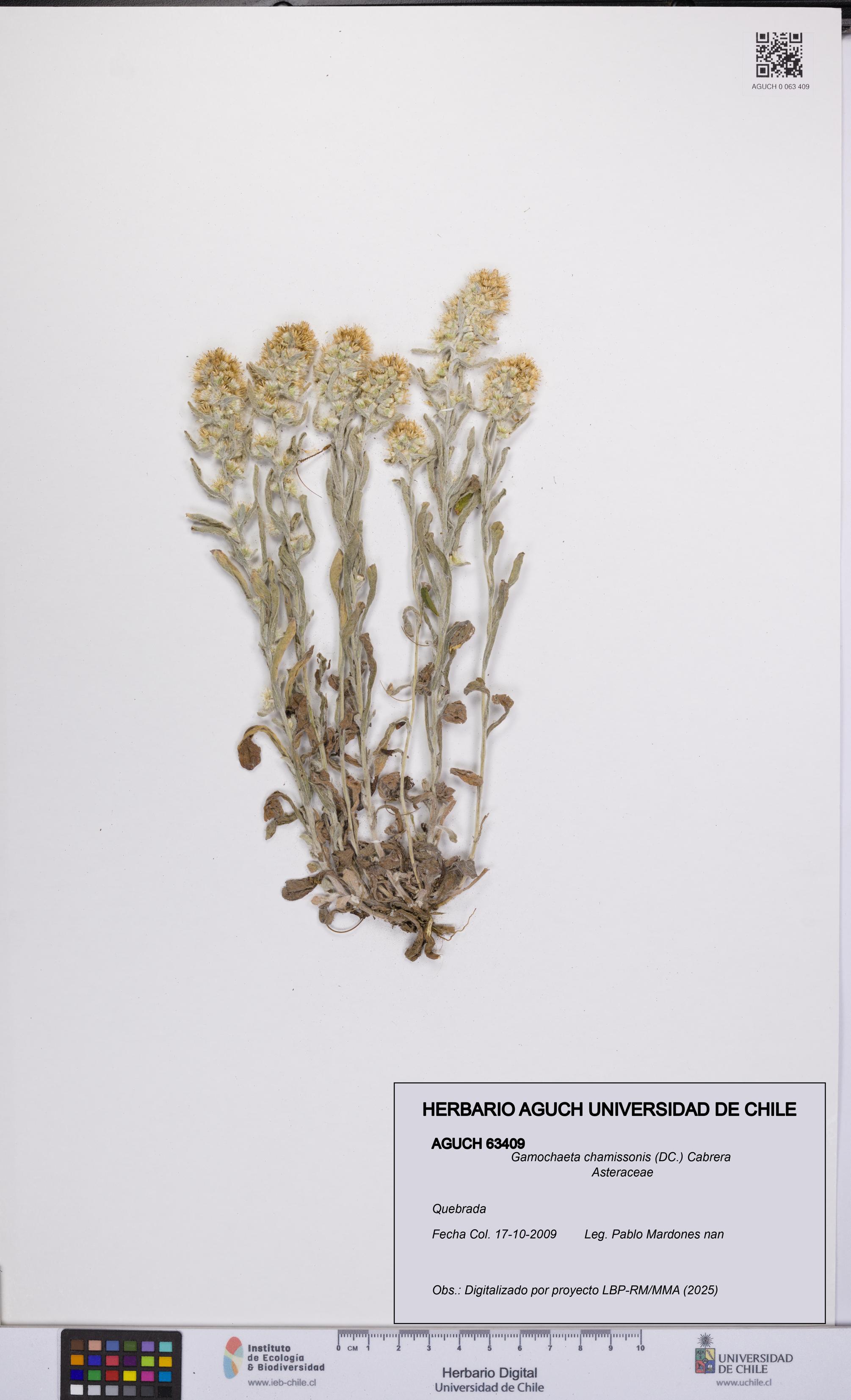 Gamochaeta chamissonis [Espécimen: UCH:AGUCH:0063409]