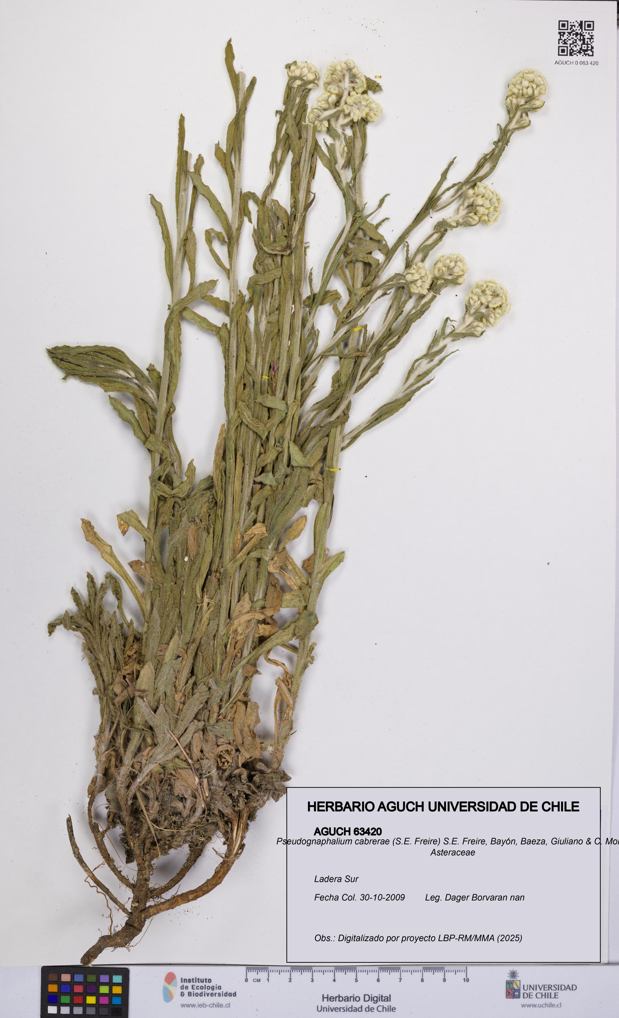 Pseudognaphalium cabrerae [Espécimen: UCH:AGUCH:0063420]