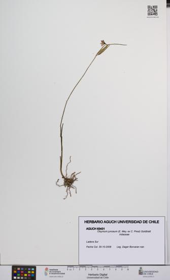 Olsynium junceum [Espécimen: UCH:AGUCH:0063431]