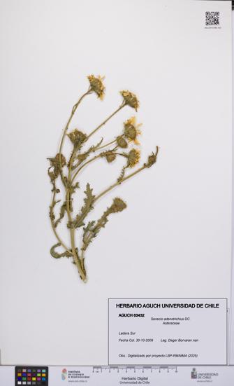 Senecio adenotrichius [Espécimen: UCH:AGUCH:0063432]