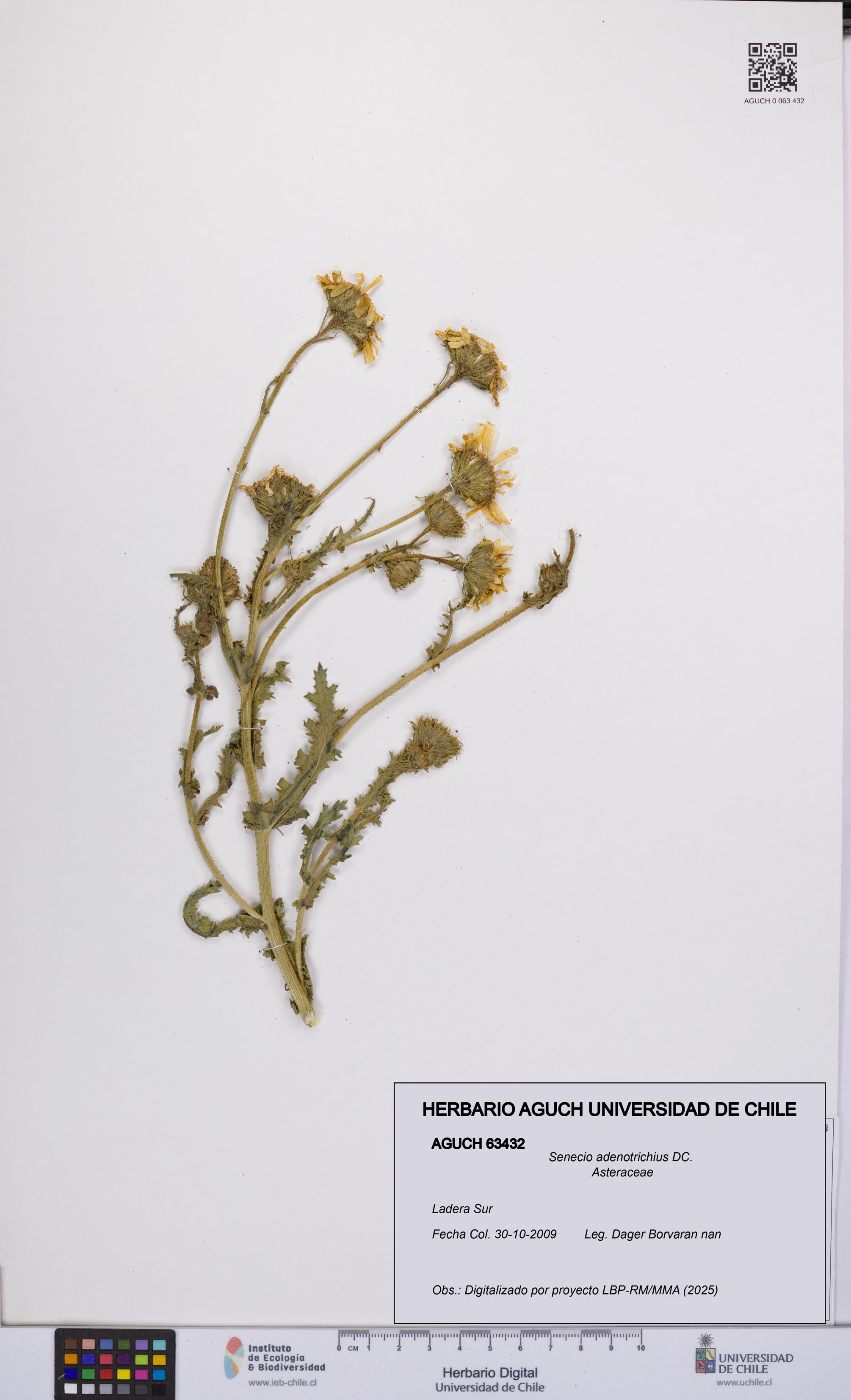 Senecio adenotrichius [Espécimen: UCH:AGUCH:0063432]