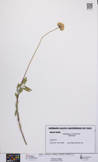 Haplopappus uncinatus [Espécimen: UCH:AGUCH:0063433]