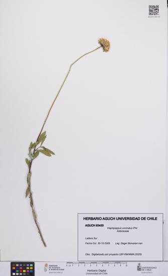 Haplopappus uncinatus [Espécimen: UCH:AGUCH:0063433]