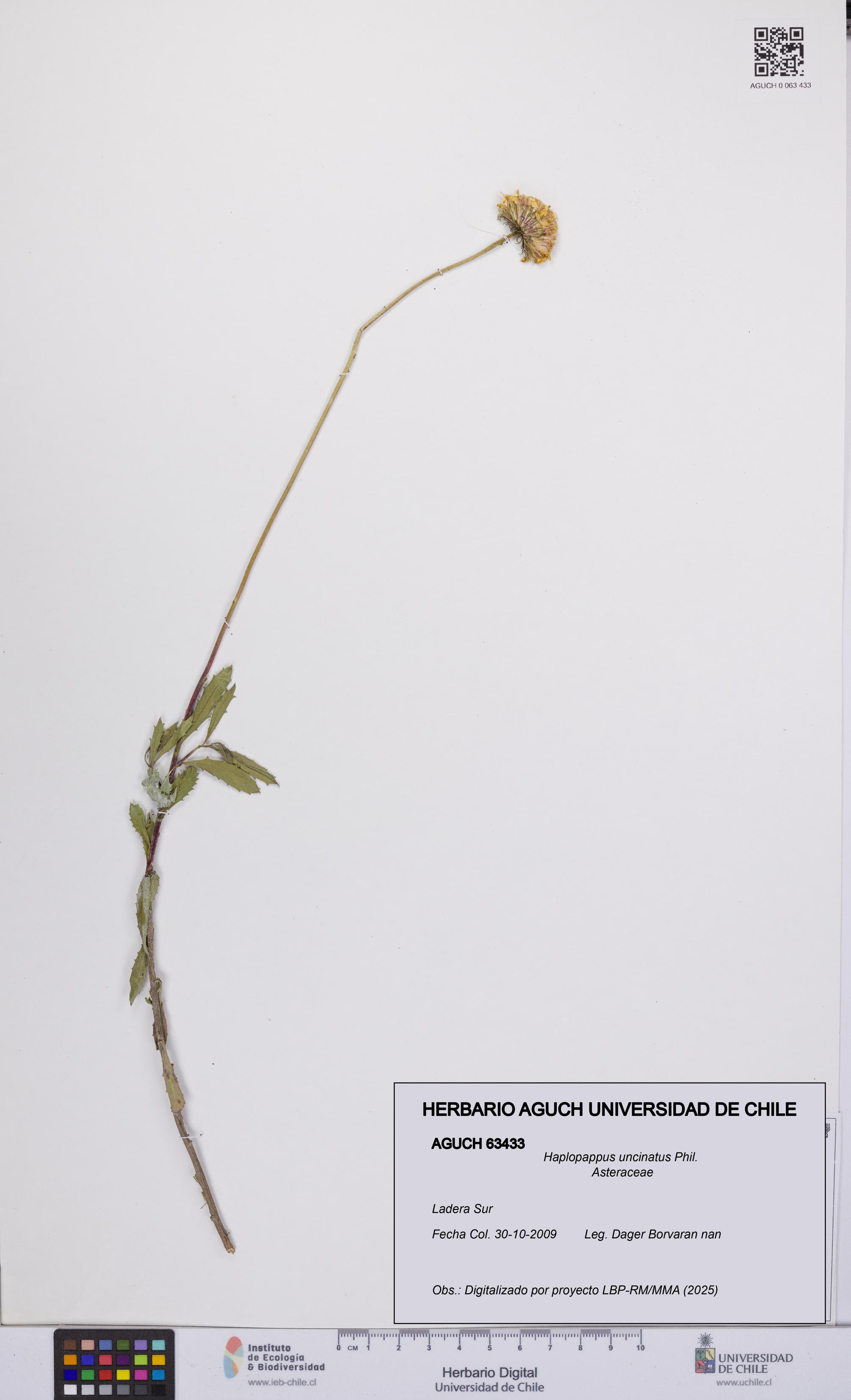 Haplopappus uncinatus [Espécimen: UCH:AGUCH:0063433]