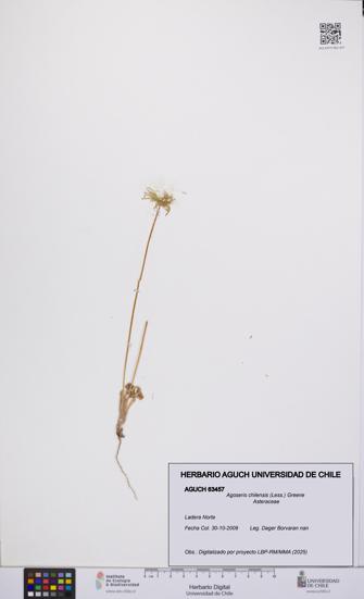 Agoseris chilensis [Espécimen: UCH:AGUCH:0063457]