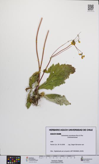 Calceolaria corymbosa [Espécimen: UCH:AGUCH:0063466]