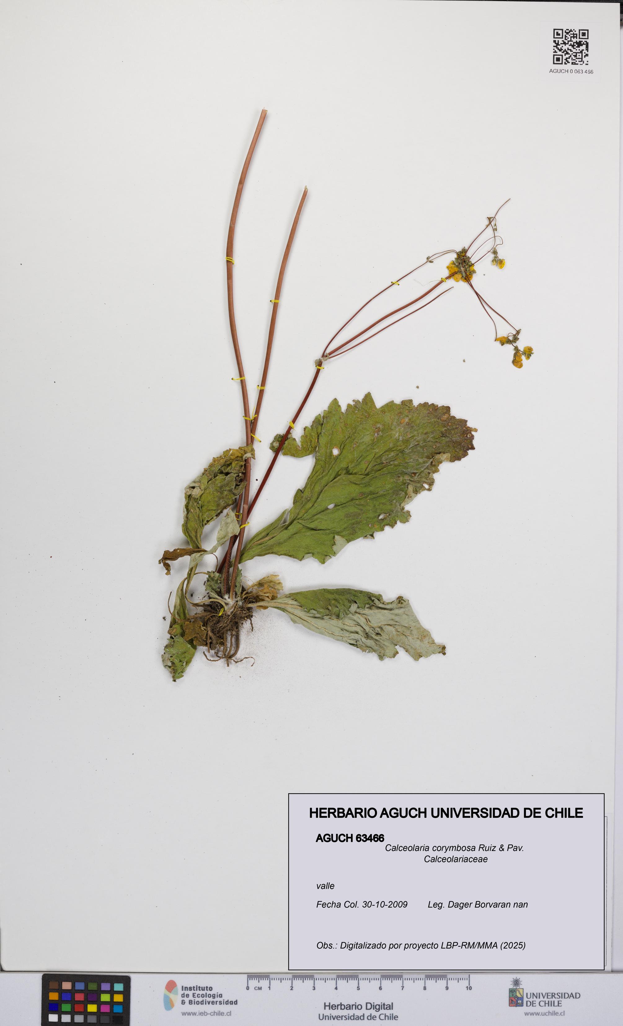 Calceolaria corymbosa [Espécimen: UCH:AGUCH:0063466]