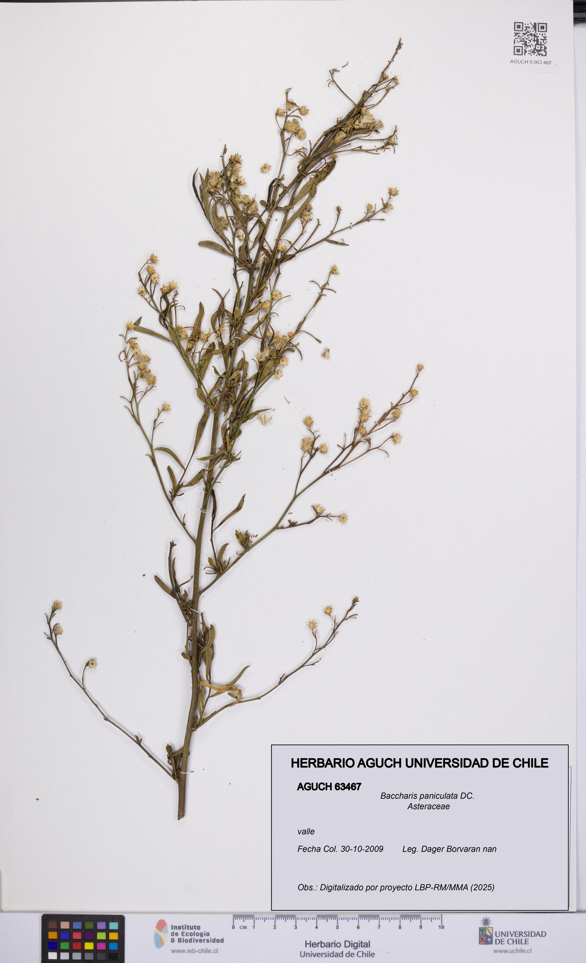 Baccharis paniculata [Espécimen: UCH:AGUCH:0063467]