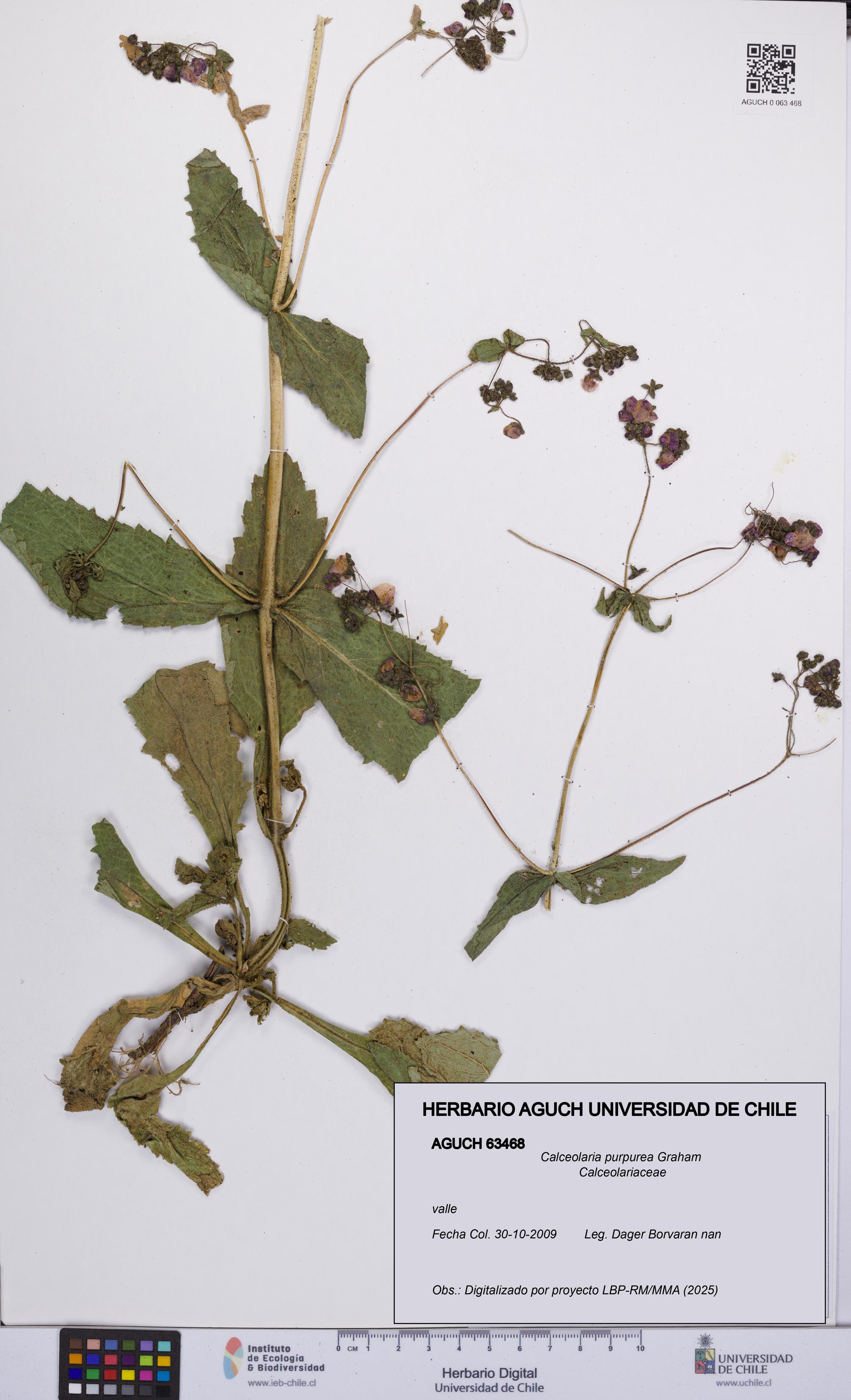 Calceolaria purpurea [Espécimen: UCH:AGUCH:0063468]