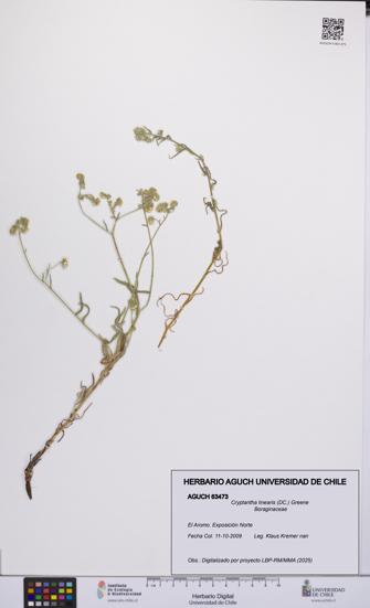 Cryptantha linearis [Espécimen: UCH:AGUCH:0063473]