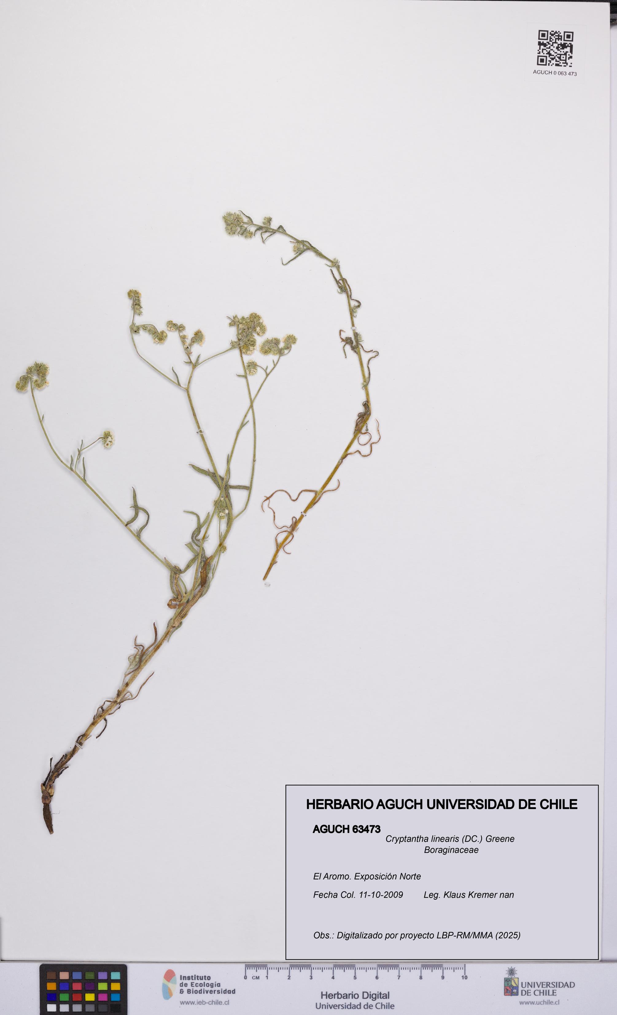 Cryptantha linearis [Espécimen: UCH:AGUCH:0063473]